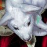 Profilbild von alfie | comms closed