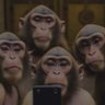 An Old Monkey's profile picture