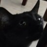 Lah Nongha profil fotoğrafı