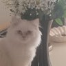 EA BİLİNÇ profil fotoğrafı