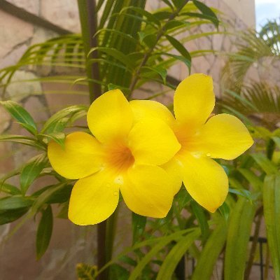 floramaril54742's profile picture