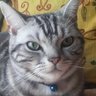 えんがわ's profile picture
