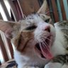 Luthfi Akmal's profile picture
