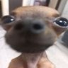 Marvin🌳 profil fotoğrafı