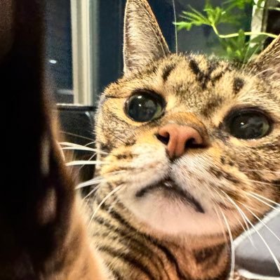 美波あいり告知アカウント's profile picture
