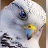 Фото профиля جميل الشهاري12