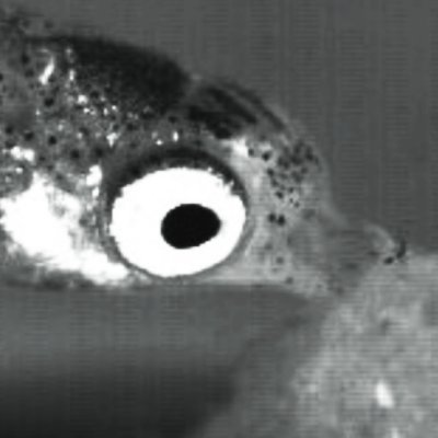 guppgotswag's profile picture