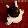 أماّني profil fotoğrafı