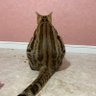 Фото профиля ウリ坊猫 リン