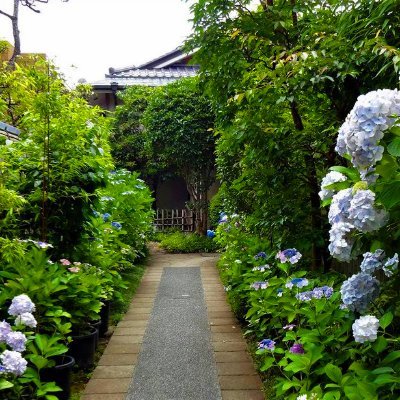 kaburaki_museum's profile picture