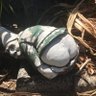 RUSH2112's profile picture
