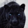 seeharbadshah's profile picture