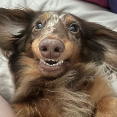 Wallace's profile picture