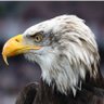 Profilbild von Pierre06270