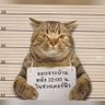 Фото профиля Guoba