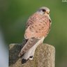 Фото профиля Bird