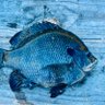 Mudfish's profile picture