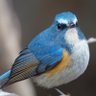 ルリビタキ profil fotoğrafı