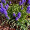 purpleflowers are beautiful's profile picture