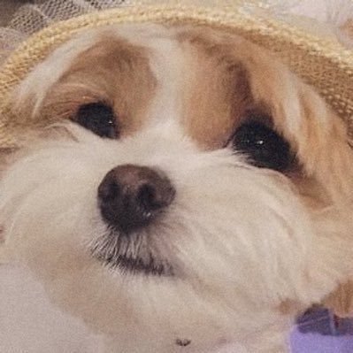 punongmoon's profile picture