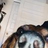 Profilbild von Big Cookies Real