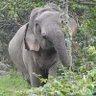 Profilbild von อยากไปเขาใหญ่🩷อยากเจอพลายสุ🩷อยากเจอพี่เดี่ยว🐘