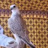 النادر profil fotoğrafı
