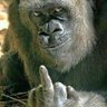 Tiago profil fotoğrafı