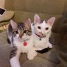 りんとらん profil fotoğrafı