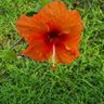 Phedre's profile picture
