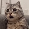 Фото профиля 妖怪ねこべと