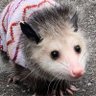 YeetingPotatoes?'s profile picture