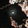 Profilbild von のがみ