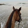 Profilbild von نوّاره|🐎