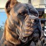 YETKİLİ profil fotoğrafı