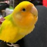 あま profil fotoğrafı