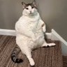 Cat fat's profile picture