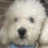 裕子　バディ🐶 profil fotoğrafı