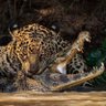 El TIGRE's profile picture