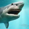 Profilbild von Jaws istihbarat