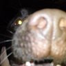 Profilbild von MadDog 🐾