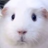 ããŒãðžð's profile picture