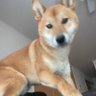 れん profil fotoğrafı
