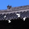 芋头 profil fotoğrafı