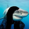 Orbital Shark Platform ็ๅคดๅ