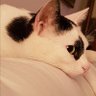 Бојана's profile picture