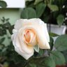 🌺🌹 profil fotoğrafı