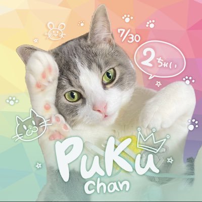 ネコチャンがいる!!!'s profile picture