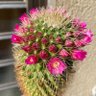 SABOちゃん profil fotoğrafı