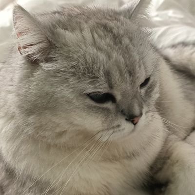chenhaosen_'s profile picture